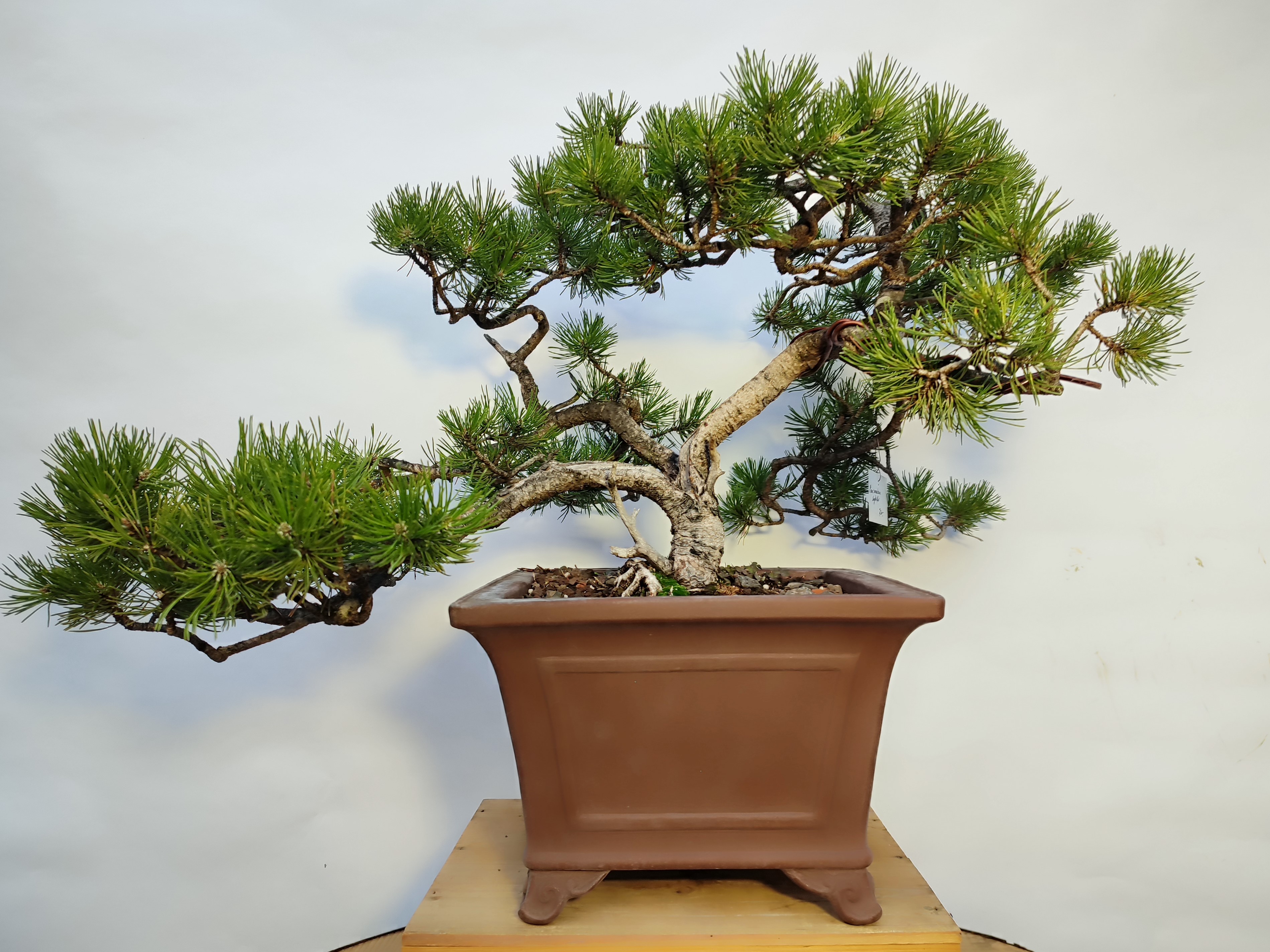 Bonsai aus der Region - denn die Wurzel ist wichtig - Shop